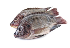 Whole Tilapia